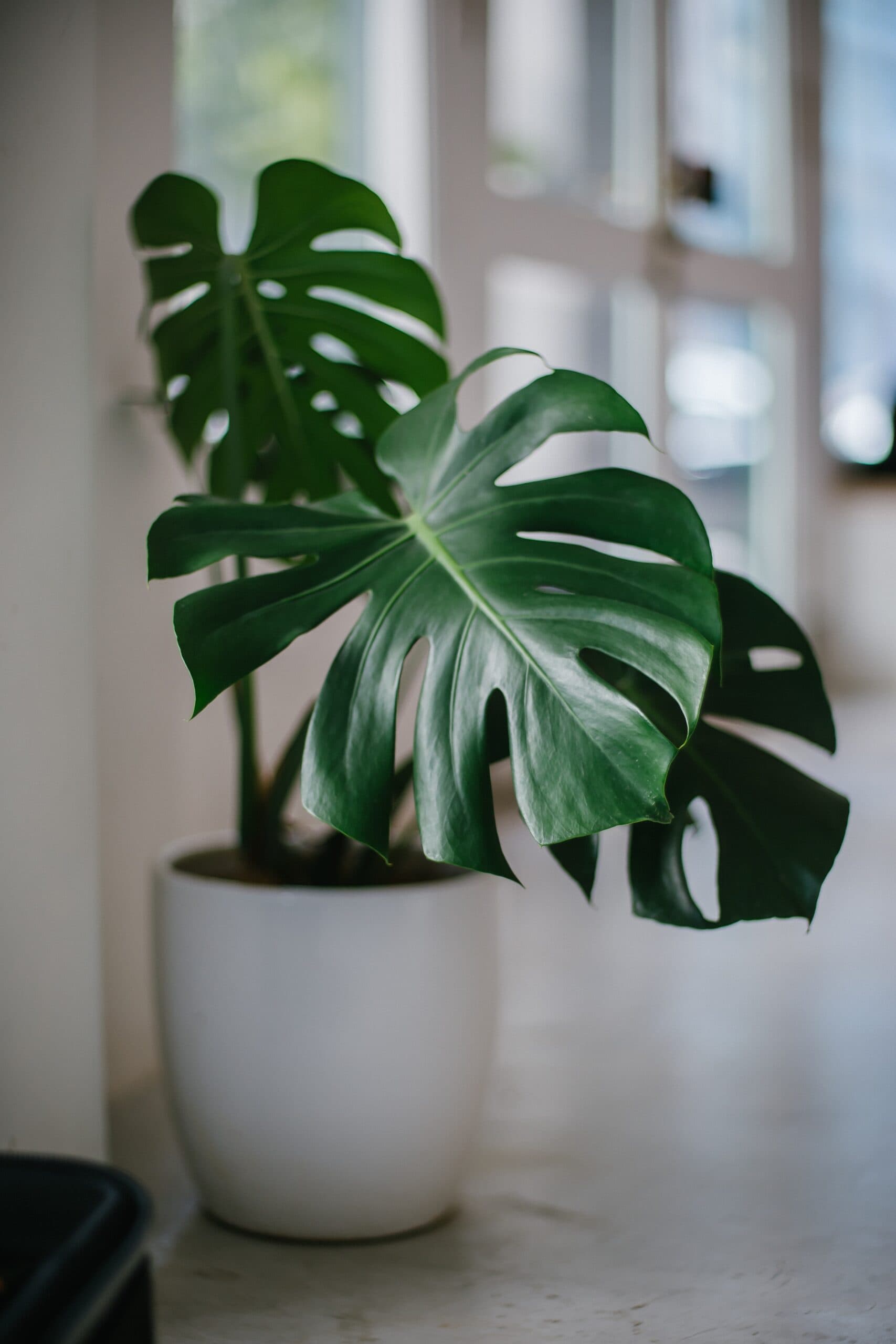 10 Best Non-Toxic Houseplants Safe for Cats and Dogs